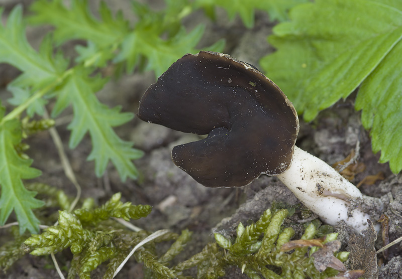 Helvella spadicea